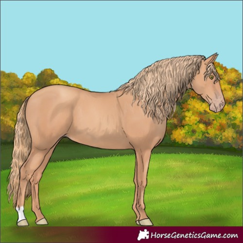 Horse Color:Gold Champagne 