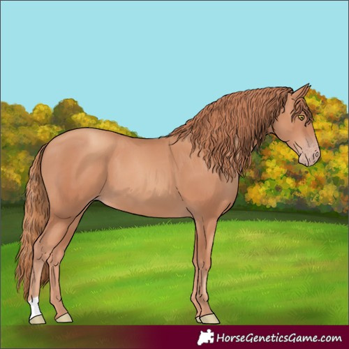 Horse Color:Gold Champagne