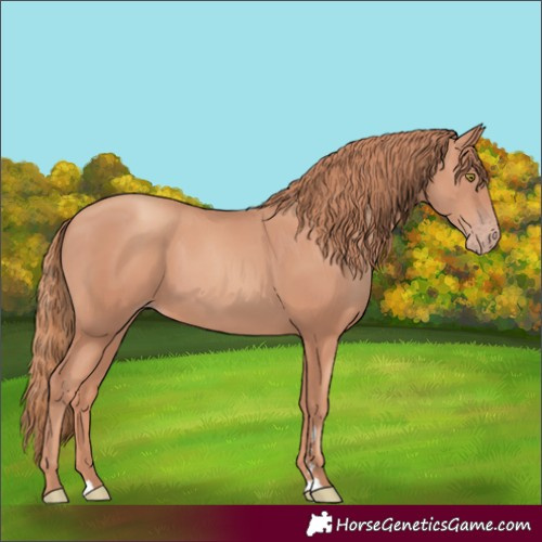 Horse Color:Gold Champagne 