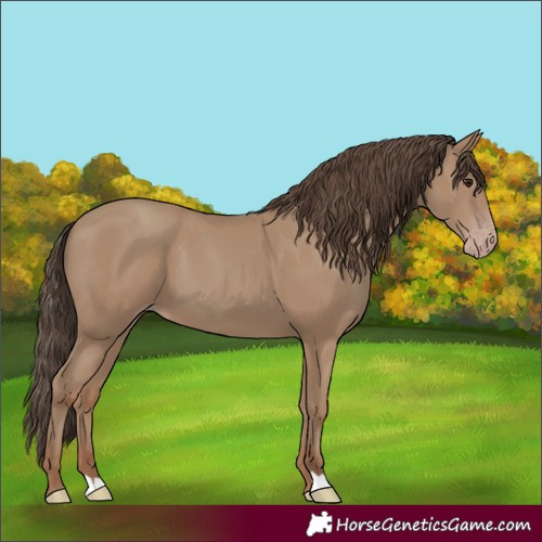 Horse Color:Classic Champagne