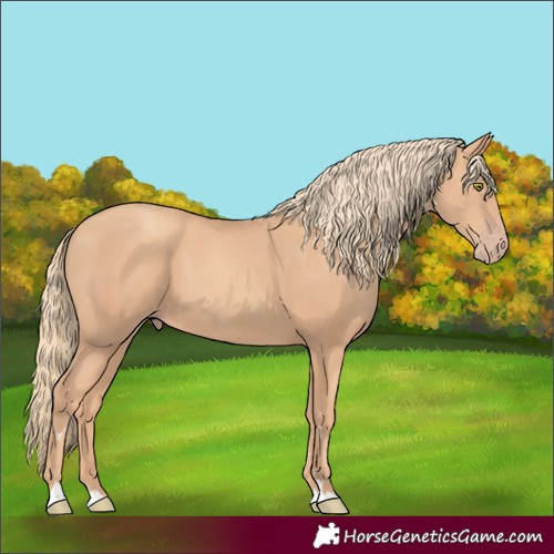 Horse Color:Gold Champagne 