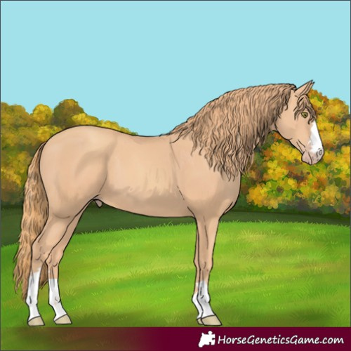 Horse Color:Gold Champagne 