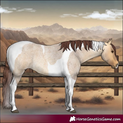 Horse Color:Chocolate Buckskin Roan Dun Tobiano