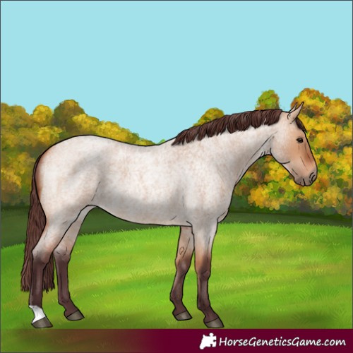 Horse Color:Chocolate Bay Roan Dun 