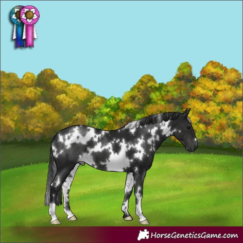 Horse Color:Gray White Spotted Black