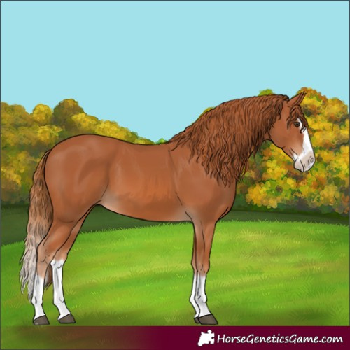 Horse Color:Chestnut Splash Frame
