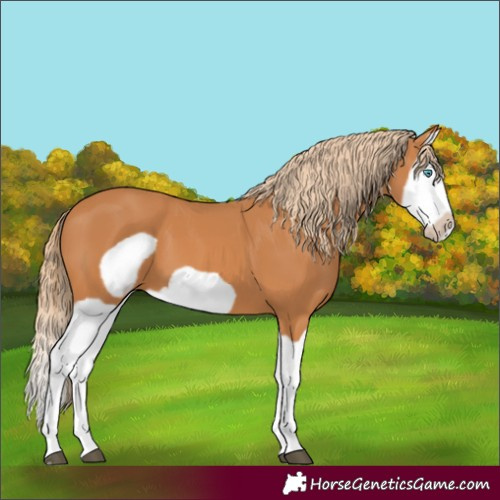 Horse Color:Chestnut Splash Frame