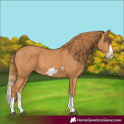 Horse Color:Chestnut Splash Frame 