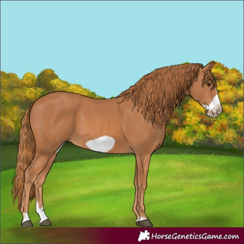 Horse Color:Chestnut Splash Frame 