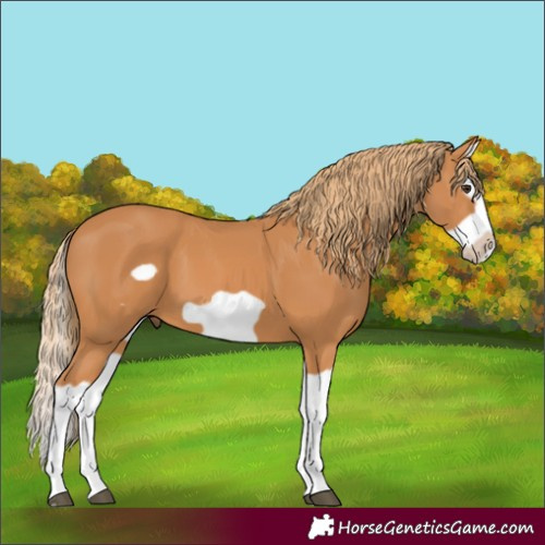 Horse Color:Chestnut Splash Frame 