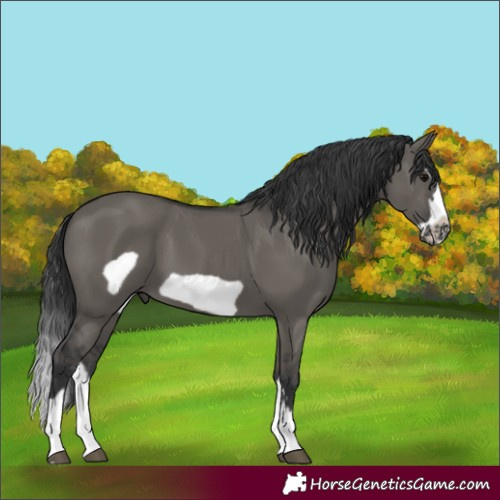 Horse Color:Grullo Splash Frame 