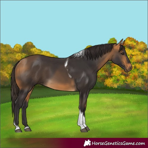 Horse Color:Buckskin Tobiano 