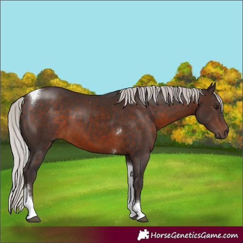 Horse Color:Silver Brown Tobiano 