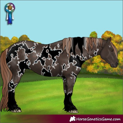 Horse Color:White Spotted Liver Chestnut