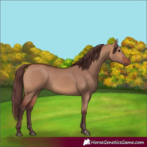 Horse Color:Chocolate Bay Dun