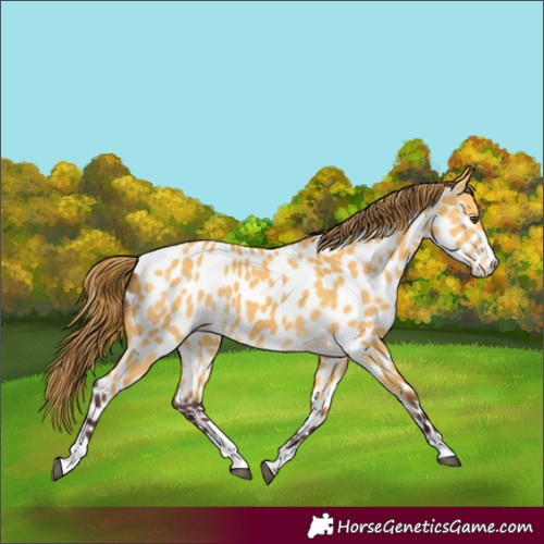 Horse Color:Chocolate Buckskin Dun Appaloosa