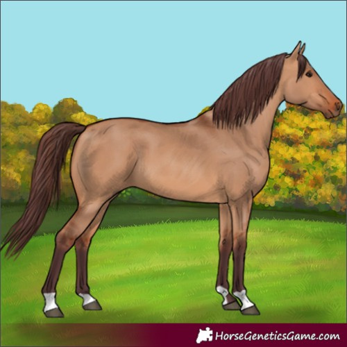 Horse Color:Chocolate Bay Dun 