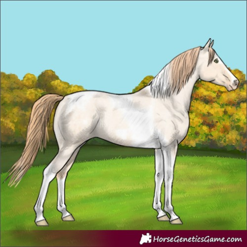 Horse Color:Gold Champagne Roan Dun Splash Tobiano Frame Varnish Rabicano 