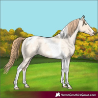 Horse Color:Gold Champagne Roan Dun Splash Tobiano Frame Varnish Rabicano 