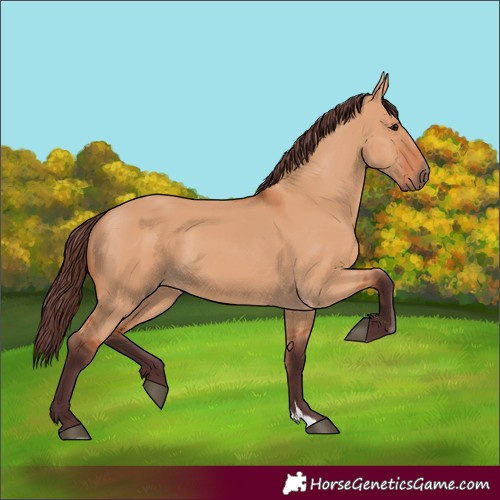 Horse Color:Chocolate Bay Dun 