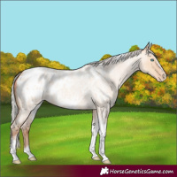 Horse Color:Silver Amber Champagne Roan Dun Splash Tobiano Frame Blanket Rabicano