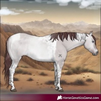 Horse Color:Chocolate Bay Chinchilla Dun Tobiano