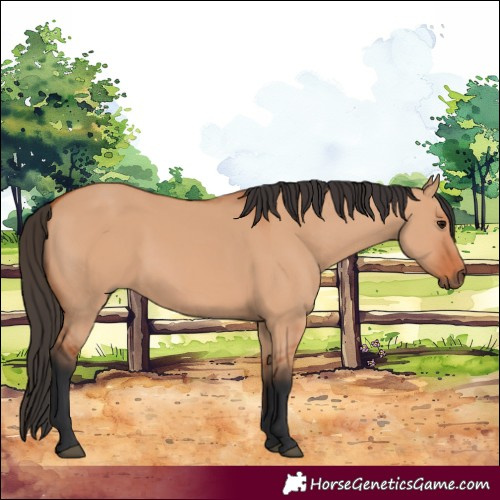 Horse Color:Bay Dun