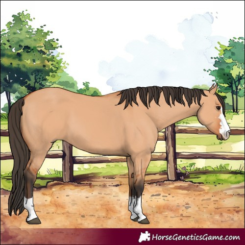 Horse Color:Bay Dun