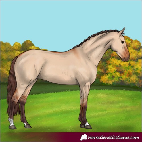 Horse Color:Chocolate Bay Dun