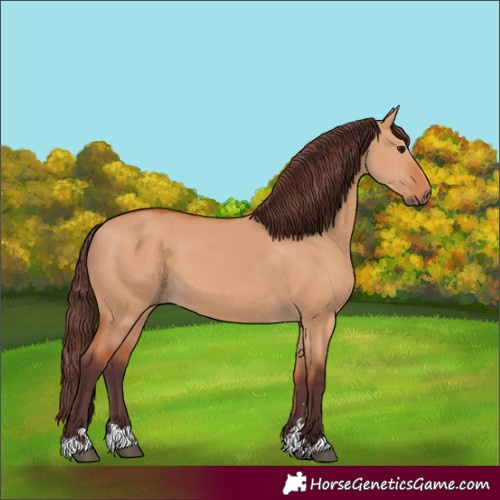Horse Color:Chocolate Bay Dun