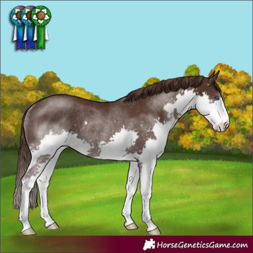 Horse Color:Liver Chestnut Splash Rabicano