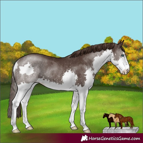 Horse Color:Liver Chestnut Splash Rabicano 