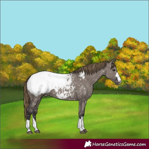 Horse Color:Smoky Grullo Snowcap