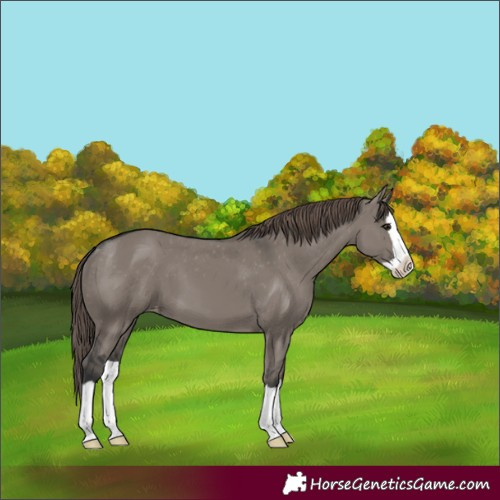 Horse Color:Grullo Mushroom Splash Varnish 