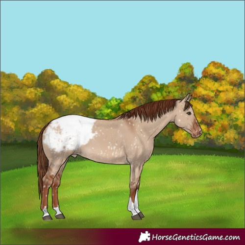 Horse Color:Red Dun Tobiano Appaloosa 