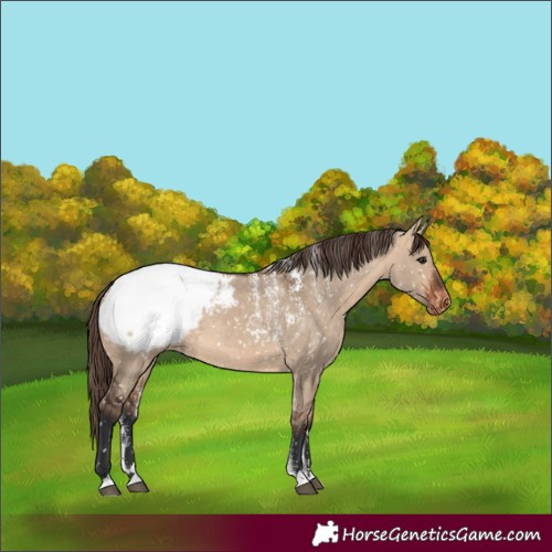Horse Color:Powder White Bay Dun Snowcap 