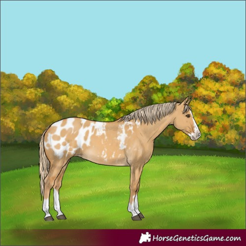 Horse Color:Palomino Dun Splash Blanket 