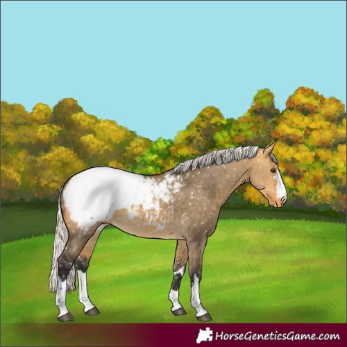 Horse Color:Silver Buckskin Dun Snowcap