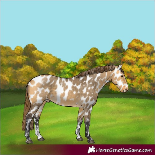 Horse Color:Powder White Buckskin Dun Appaloosa 