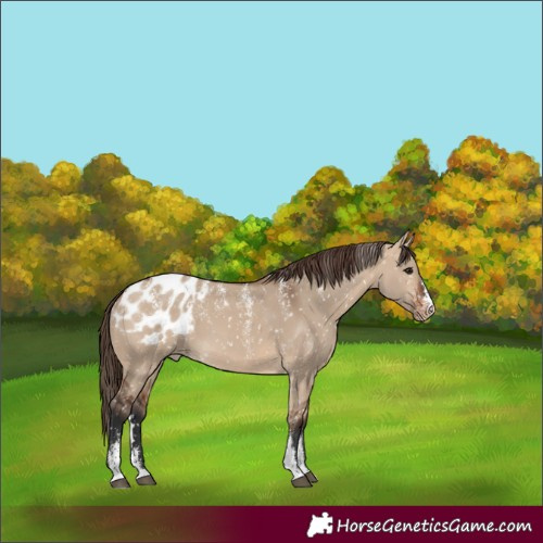Horse Color:Powder White Bay Dun Appaloosa 