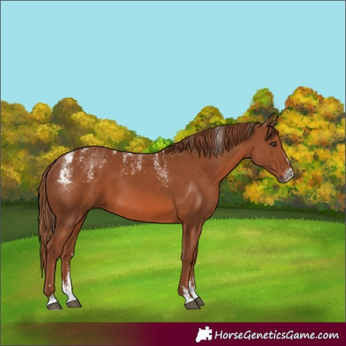 Horse Color:Powder White Chestnut