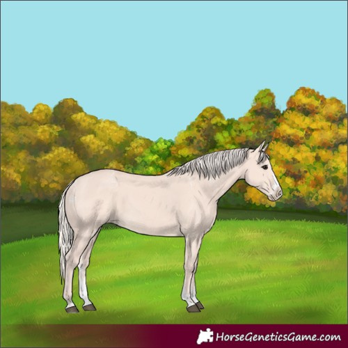 Horse Color:Powder White Silver Grullo Splash