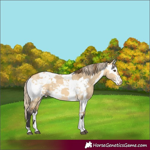 Horse Color:Buckskin Dun Harlequin Merle Tobiano Appaloosa