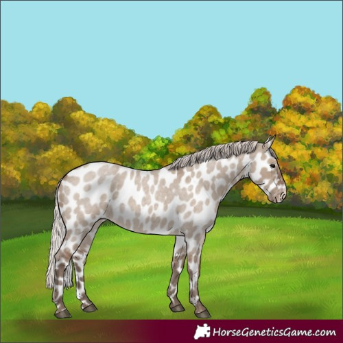Horse Color:Silver Grullo Roan Leopard