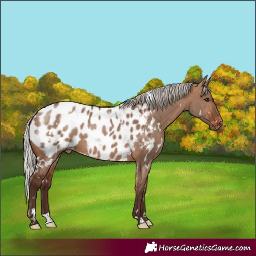 Horse Color:White Spotted Silver Brown Dun Appaloosa 