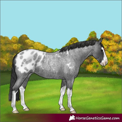 Horse Color:Blue Roan Splash Blanket