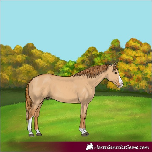 Horse Color:Red Dun Splash Tobiano 