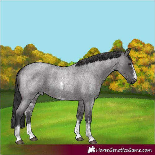 Horse Color:Blue Roan Sabino