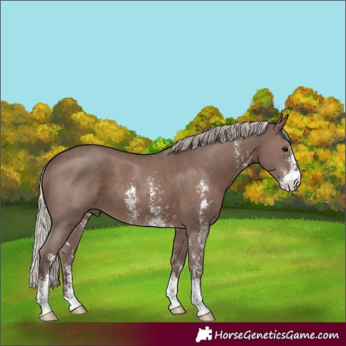 Horse Color:Silver Black Sabino