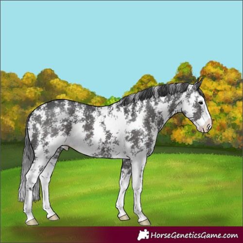 Horse Color:Black Sabino Splash Appaloosa